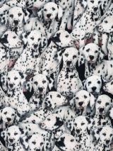Bedrukte katoen digitale print Dalmatiërs